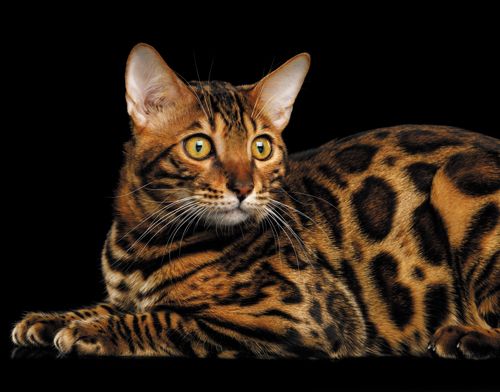 Календарь Трио 295*720мм на 2026г. Бенгальская кошка