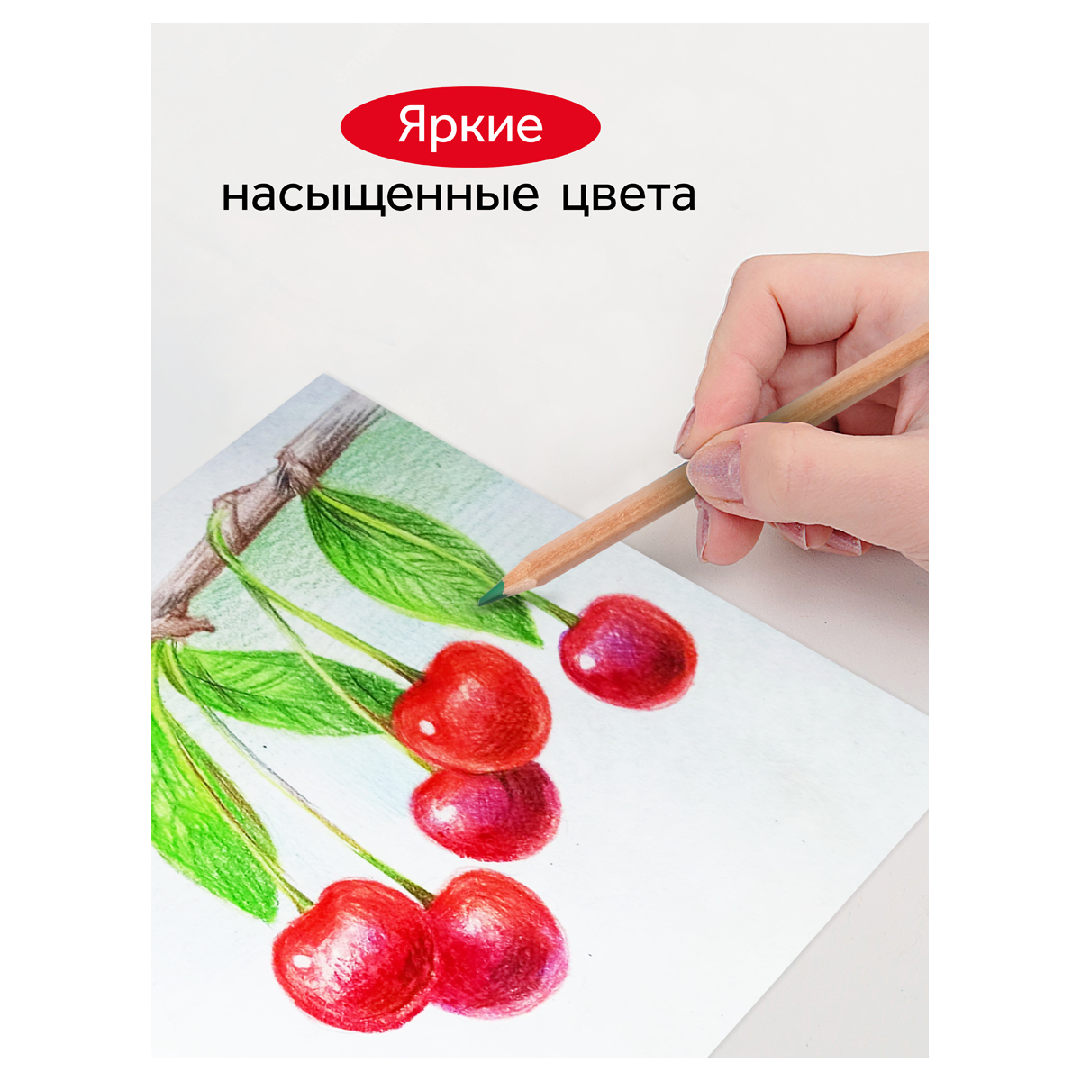 Карандаши цветные Гамма "Мультики", 36цв., супермягкие, увелич. диаметр грифеля 4,0мм, заточен._1